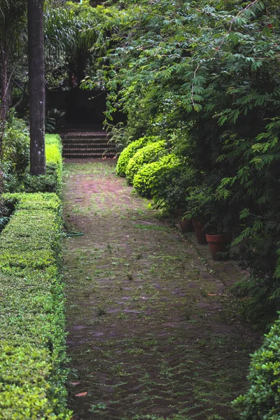 green garden with foliage and plants
