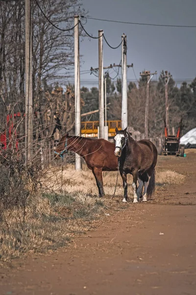 Cavalli Pascolano Sul Ciglio Della Strada — Foto Stock