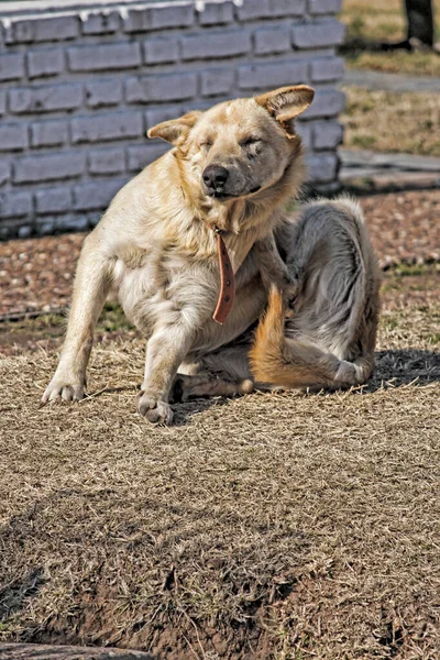 Obdachloser Hund Sitzt Auf Dem Boden — Stockfoto
