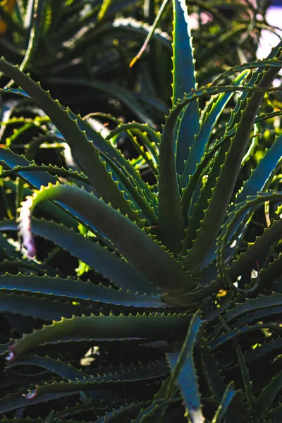 Planta Aloe Verde Jardín —  Fotos de Stock