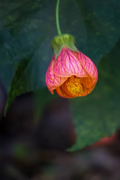 Крупним Планом Красива Квітуча Квітка — стокове фото