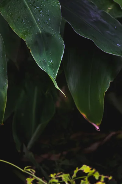 Natte Groene Bladeren Tuin — Stockfoto