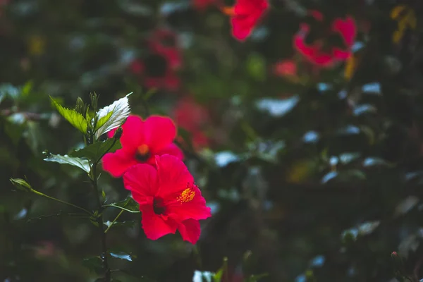 Beautiful Red Flowers Growing Outdoor — Stock Photo, Image