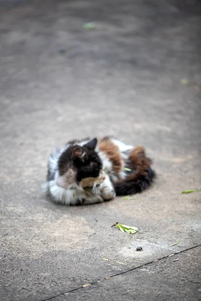 Sucio Negro Blanco Gato — Foto de Stock