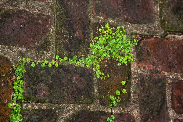 Textura Parede Pedra Com Planta Verde Natural — Fotografia de Stock