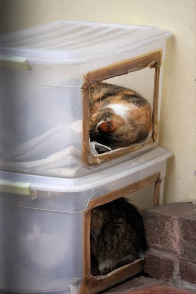 Коти Сплять Пластикових Коробкових Будинках — стокове фото