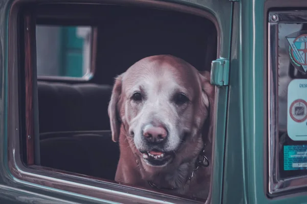 Собака Перед Вікном Автомобіля — стокове фото