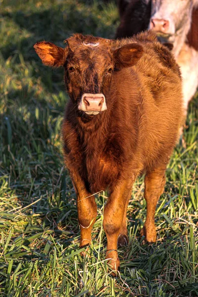 Eine Braune Kuh Auf Der Weide — Stockfoto