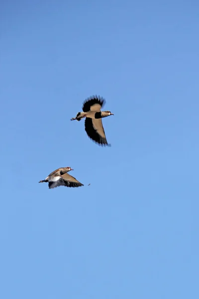 Two Birds Flying Sky — Stock Photo, Image