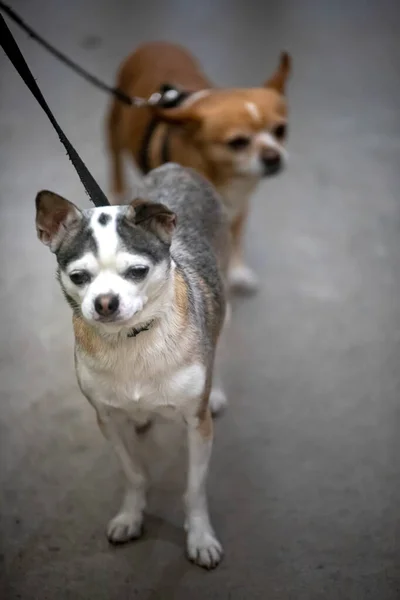 Portré Kutyákról Utcán — Stock Fotó