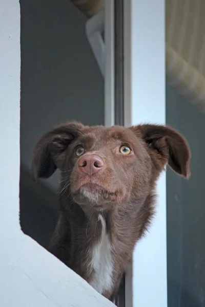 Portrait Chien Sur Fond Fenêtre — Photo