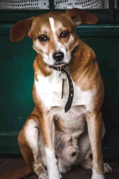 Portré Egy Aranyos Kutya — Stock Fotó