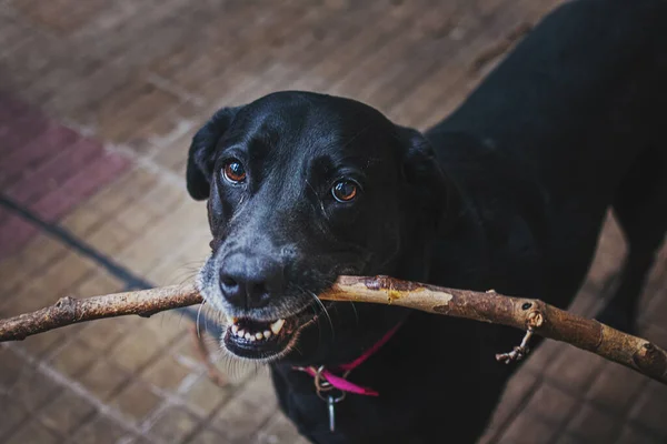 Чорний Собака Дерев Яною Паличкою Зубах — стокове фото