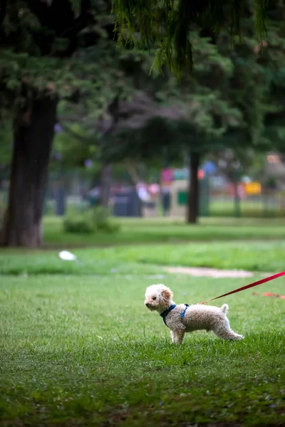 Söt Hund Leker Utomhus — Stockfoto