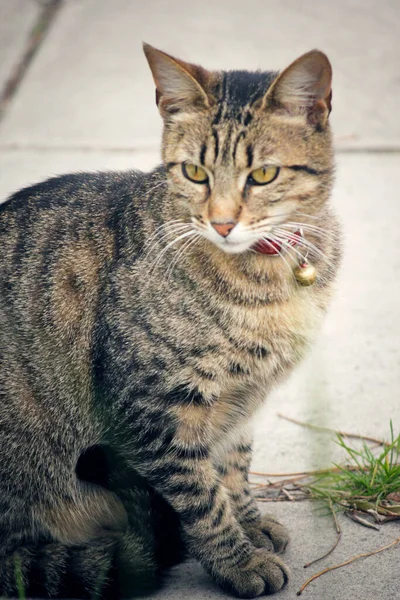 Gato Está Sentado Rua — Fotografia de Stock