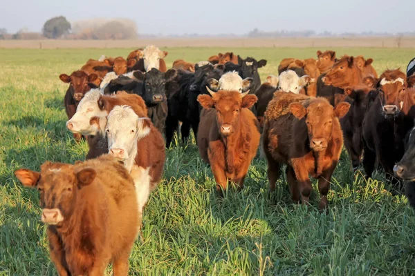 Kühe Auf Der Weide Bauernhof — Stockfoto