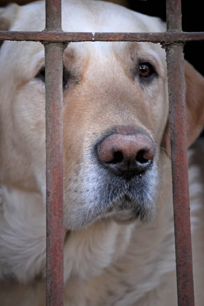 Triste Cão Gaiola — Fotografia de Stock