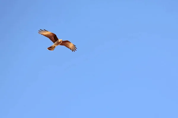 Scenic View Beautiful Bird Nature — Stock Photo, Image