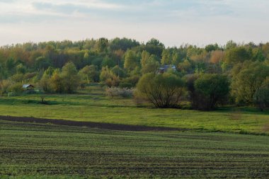 Köyün yakınlarında böğürtlen tarlası ekildi.
