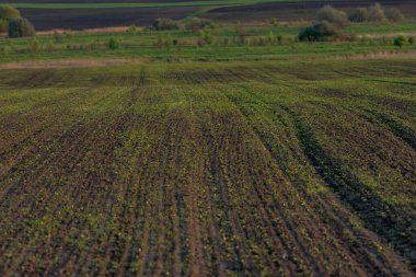 Güzel güneşli bir günde, buğdayla ekilmiş bir tarla.