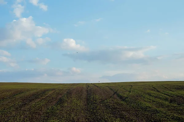 美しい晴れた日に冬の小麦で植えられた耕作場 — ストック写真