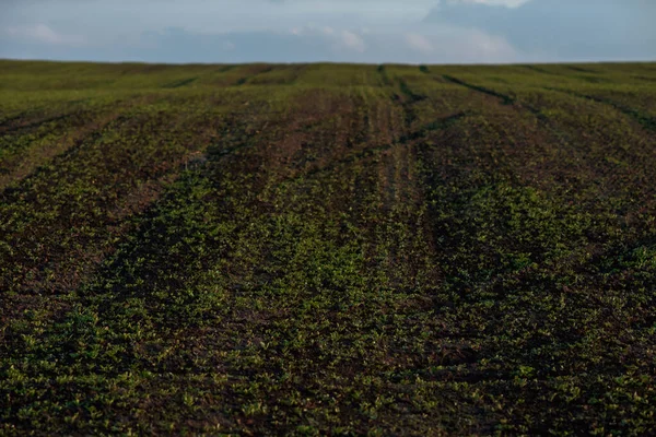 Ein Gepflügtes Feld Mit Winterweizen Einem Schönen Sonnigen Tag — Stockfoto