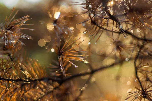 wet coniferous trees at sunset with shiny drops