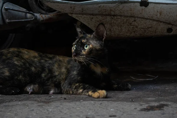 Ciemnowłosy Kot Siedzący Pod Dwukołowcem Ulicach Delhi — Zdjęcie stockowe