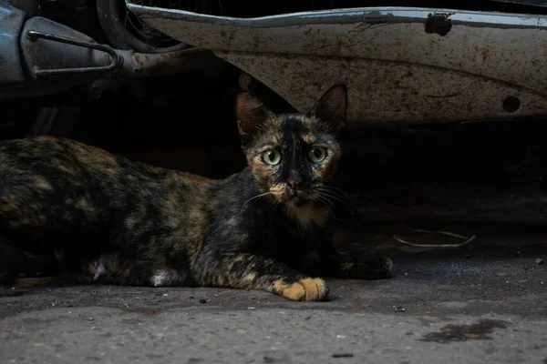 Ciemnowłosy Kot Siedzący Pod Dwukołowcem Ulicach Delhi — Zdjęcie stockowe