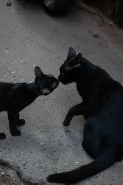 Dwa Czarne Koty Całujące Się Ulicy Starego Delhi — Zdjęcie stockowe