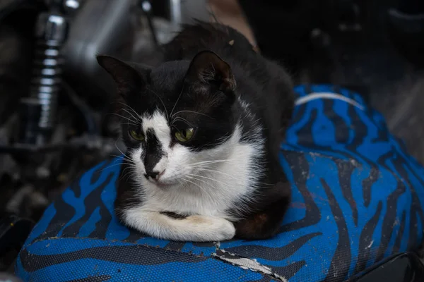 black and white haired cat sitting on a two wheeler on the streets of delhi