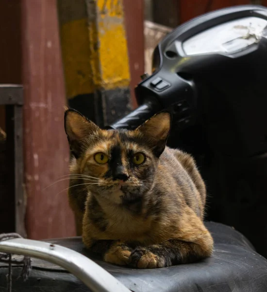 Gatto Colore Scuro Seduto Due Ruote Strade Delhi — Foto Stock