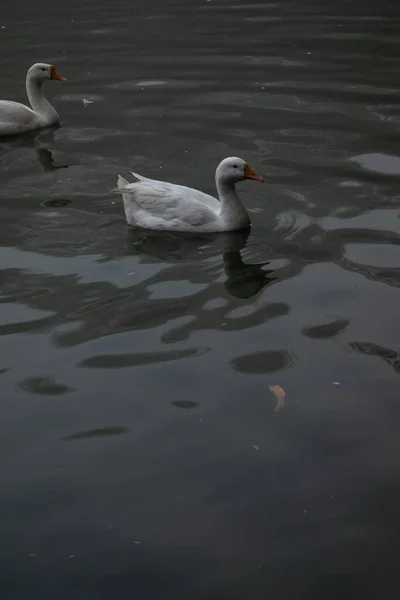 Białe Kaczki Pływające Czarnej Wodzie Sezonie Zimowym — Zdjęcie stockowe