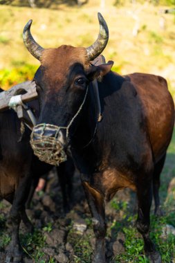 İneklerin yardımıyla çiftçilik yapan Hintli bir çiftçi.