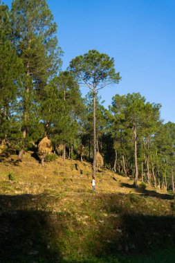 Köydeki uzun dağ ağaçlarının yanında yürüyen bir adam.