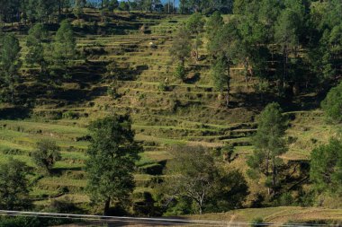 Parlak yeşil teras çiftliklerinin ve dağ köyündeki uzun ağaçların güzel manzarası.