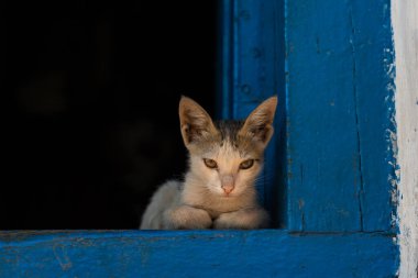 beyaz renkli yavru kedi mavi renkli tahta bir blokta oturuyor
