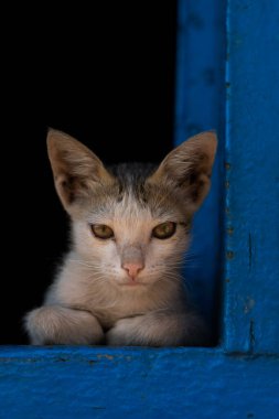 beyaz renkli yavru kedi mavi renkli tahta bir blokta oturuyor