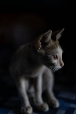 Beyaz renkli bir yavru kedi evin içinde oynuyor.