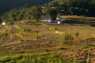 Parlak yeşil teras çiftliklerinin ve dağ köyündeki uzun ağaçların güzel manzarası.