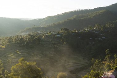 Parlak yeşil teras çiftliklerinin ve dağlardaki altın saat boyunca uzun ağaçların güzel manzarası.
