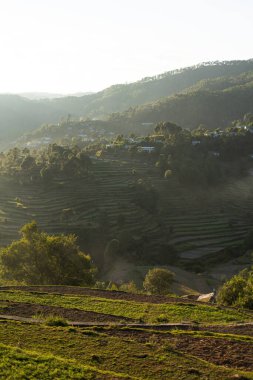 Parlak yeşil teras çiftliklerinin ve dağlardaki altın saat boyunca uzun ağaçların güzel manzarası.