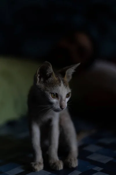 Gato Bebê Cor Branca Que Joga Cerco Interno Escuro — Fotografia de Stock