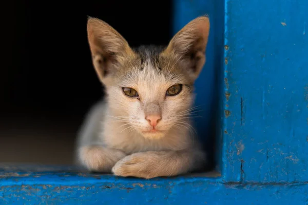 Biały Kolor Dziecko Kot Siedzi Niebieski Kolor Drewniany Blok — Zdjęcie stockowe