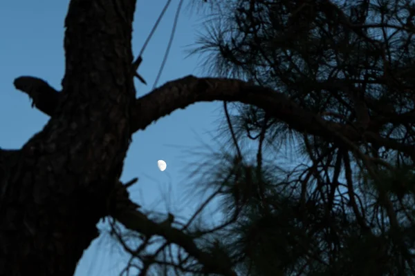 Belle Vue Sur Les Pins Lune Dans Ciel Pendant Heure — Photo