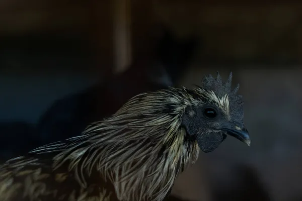 Fekete Arany Színű Csirke Madár Egy Baromfitartó Gazdaságban — Stock Fotó
