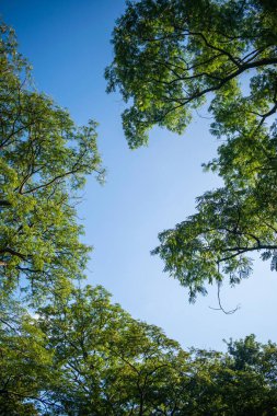 Yeşil çay bahçesi ekinleri ve dağlık alanda bulunan uzun ağaçlar.