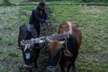 Hintli bir çiftçi, dağ bölgesindeki ineklerin yardımıyla çiftçilik yapıyor.