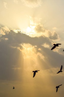 Gün batımında güzel ve renkli bulut oluşumu
