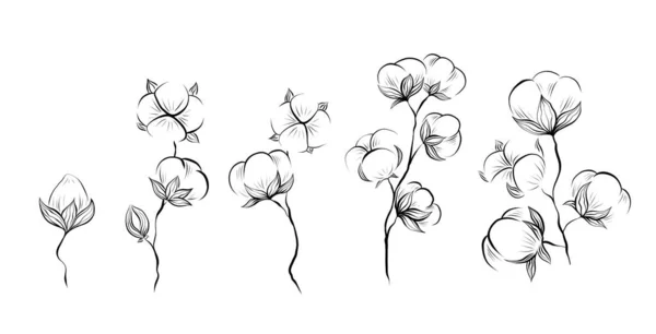 Monochrome Natural Set Sketches Cotton Plant Stems Foliage White Background — Stockvektor